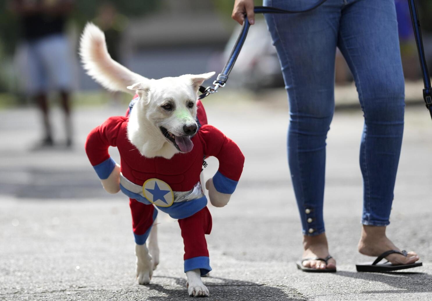 Dog superhero costumes hot sale